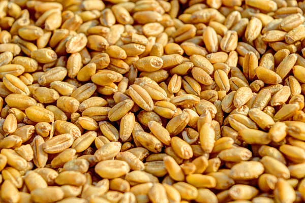 Wheat