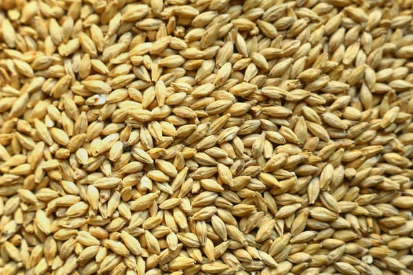 Barley